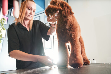 Professional groomer loves her job connected with pets