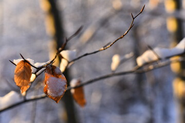 Winter wonderland. Winter nature with branches that are covered with snow. Trees cold fresh air. Blurred clear background.