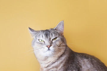 Obraz premium Portrait of a gray cat with green eyes close-up on a yellow background. Cute funny curious pet..
