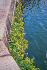 bord de quai avec de la végétation