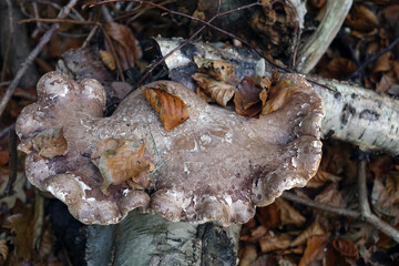 Autumn. A large fungus on a trunk