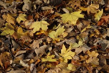 Autumn. Yellow leaves on the ground