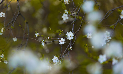 March spring season blossom garden environment space scenic view white flower on bare tree branches