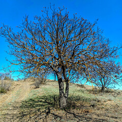 tree in the desert