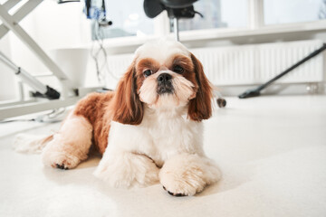 Cute shih tzu dog laying at the floor at the grooming salon