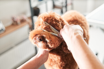Model haircut of a dog's hair with special scissors