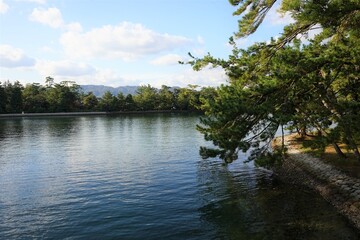 View of Amanohashidate Beach with pint tree , Kyoto, Kansai Region, Japan - 天橋立海水浴場と松の木 日本三景 京都	