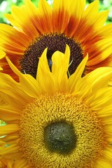 sunflower blossom close up detail showing yellow and orange petals against a green garden background