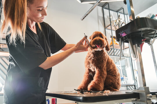 Professional groomer loves her job connected with pets