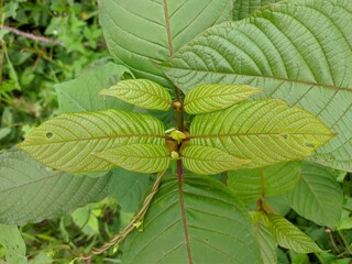 kratom plant (Mitragyna speciosa) grows wild in tropical Kalimantan