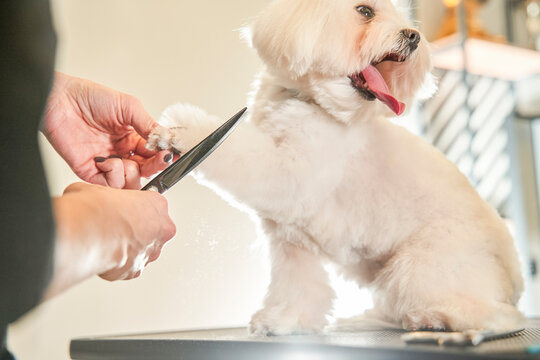 Professional Woman Cutting Overgrown Hair Of Pet Maltipoo Dog