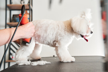 Professional groomer shears and combs the dog hair