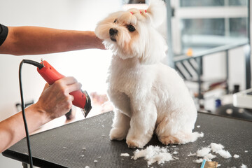 Beautiful white maltipoo pet calmly going through hair cutting