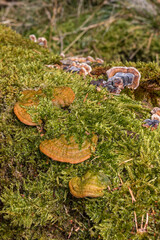 Pilze auf Baumstamm