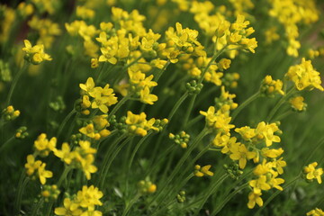 flowers, park, greenery, nature, lawns, garden, courtyard, crocuses, tulips, daffodils, spring