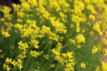 flowers, park, greenery, nature, lawns, garden, courtyard, crocuses, tulips, daffodils, spring