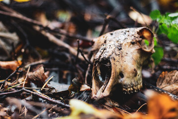 Animal Skull In The Forest