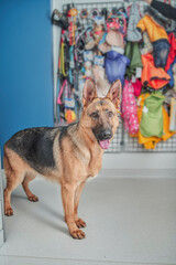 Purebred shepherd dog standing at the zoo shop