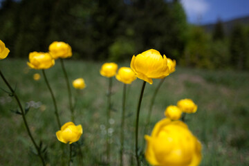 European troll flower