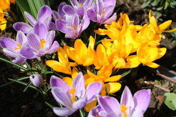 Obraz na płótnie Canvas flowers, park, greenery, nature, lawns, garden, courtyard, crocuses, tulips, daffodils, spring