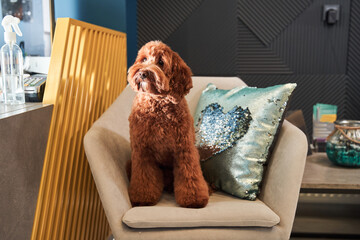 Cute apricot labradoodle dog sitting on the armchair