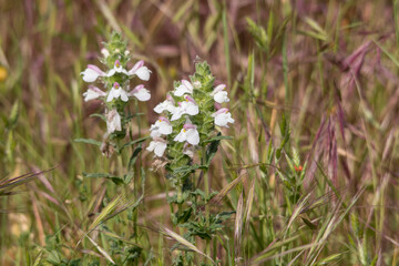 Blüten im Wald