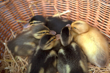 Newborn ducklings in a basket