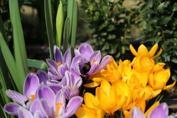 flowers, park, greenery, nature, lawns, garden, courtyard, crocuses, tulips, daffodils, spring