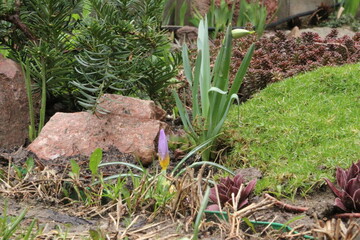 flowers, park, greenery, nature, lawns, garden, courtyard, crocuses, tulips, daffodils, spring