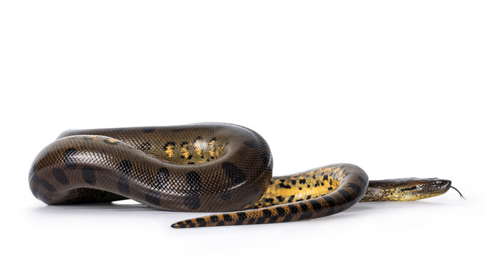 Young Green Anaconda aka Eunectus murinus snake. Isolated on white background.