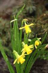 flowers, park, greenery, nature, lawns, garden, courtyard, crocuses, tulips, daffodils, spring