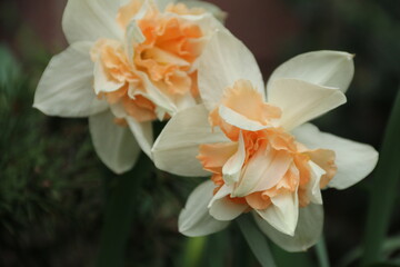 Naklejka premium flowers, park, greenery, nature, lawns, garden, courtyard, crocuses, tulips, daffodils, spring