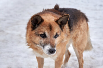 A cute sad homeless dog stands in the snow in a cold winter.