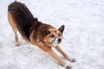 A cute sad homeless dog stands in the snow in a cold winter.