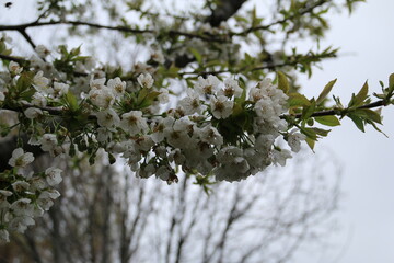 flowers, park, greenery, nature, lawns, garden, courtyard, crocuses, tulips, daffodils, spring