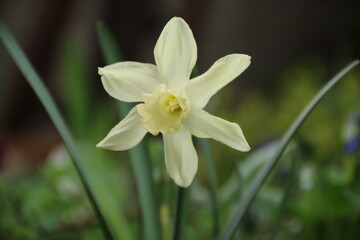 Obraz premium flowers, park, greenery, nature, lawns, garden, courtyard, crocuses, tulips, daffodils, spring