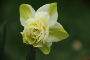 flowers, park, greenery, nature, lawns, garden, courtyard, crocuses, tulips, daffodils, spring