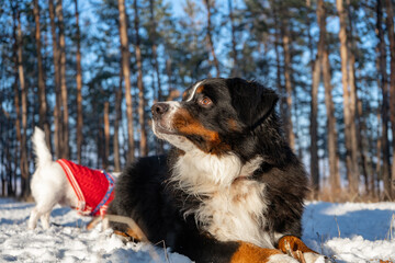 bernese mountain dog with snow on a nose on winter snowy weather. funny pet lying in the snow drifts