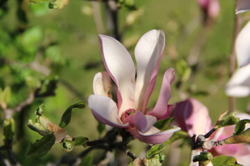flowers, park, greenery, nature, lawns, garden, courtyard, crocuses, tulips, daffodils, spring
