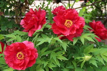 flowers, park, greenery, nature, lawns, garden, courtyard, crocuses, tulips, daffodils, spring