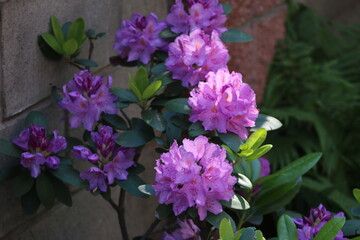 flowers, park, greenery, nature, lawns, garden, courtyard, crocuses, tulips, daffodils, spring