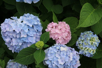 flowers, park, greenery, nature, lawns, garden, courtyard, crocuses, tulips, daffodils, spring