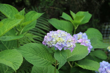 flowers, park, greenery, nature, lawns, garden, courtyard, crocuses, tulips, daffodils, spring