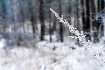 Tree branch covered with snow on the background of a winter forest, close-up