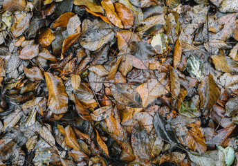 The texture of wet autumn brown walnut leaves after rain. Deadwood, top view.