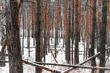 Fototapeta na wymiar Pine trees covered with snow. Beautiful winter landscape