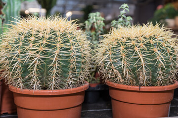 Large Cactus - Mother-in-law Chair - Gold Ball Cactus