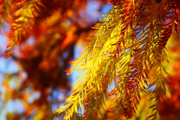 メタセコイアの葉（黄色）