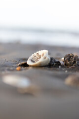 Sea shell