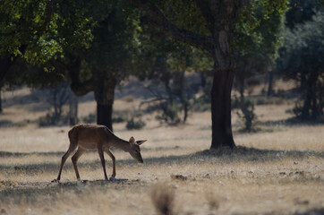 Female Spanish red deer Cervus elaphus hispanicus. La Herguijuela Farm. Toril. Caceres. Extremadura. Spain.